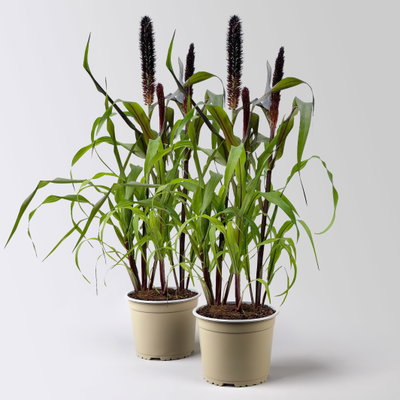 Pennisetum 'Purple Baron', lila, Topf-Ø 17 cm, Höhe ca. 70 cm, 2 Pflanzen Pennisetum 'Purple Baron', lila, Topf-Ø 17 cm, Höhe ca. 70 cm, 2 Pflanzen