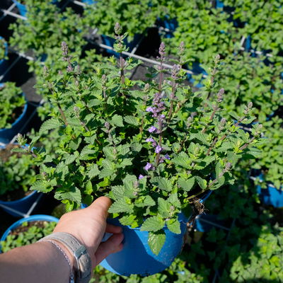 Zwerg-Katzenminze 'Purrsian Blue' blau, Topf 3 Liter