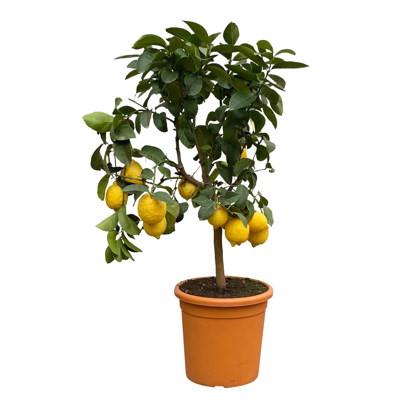 Zitronenbaum, Kurz-Stamm, Topf-Ø 26 cm