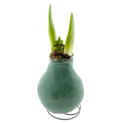 Amaryllis in Wachs XL, Dekor 'Basic Salbeigrün', Blüte weiß Amaryllis in Wachs XL, Dekor 'Basic Salbeigrün', Blüte weiß