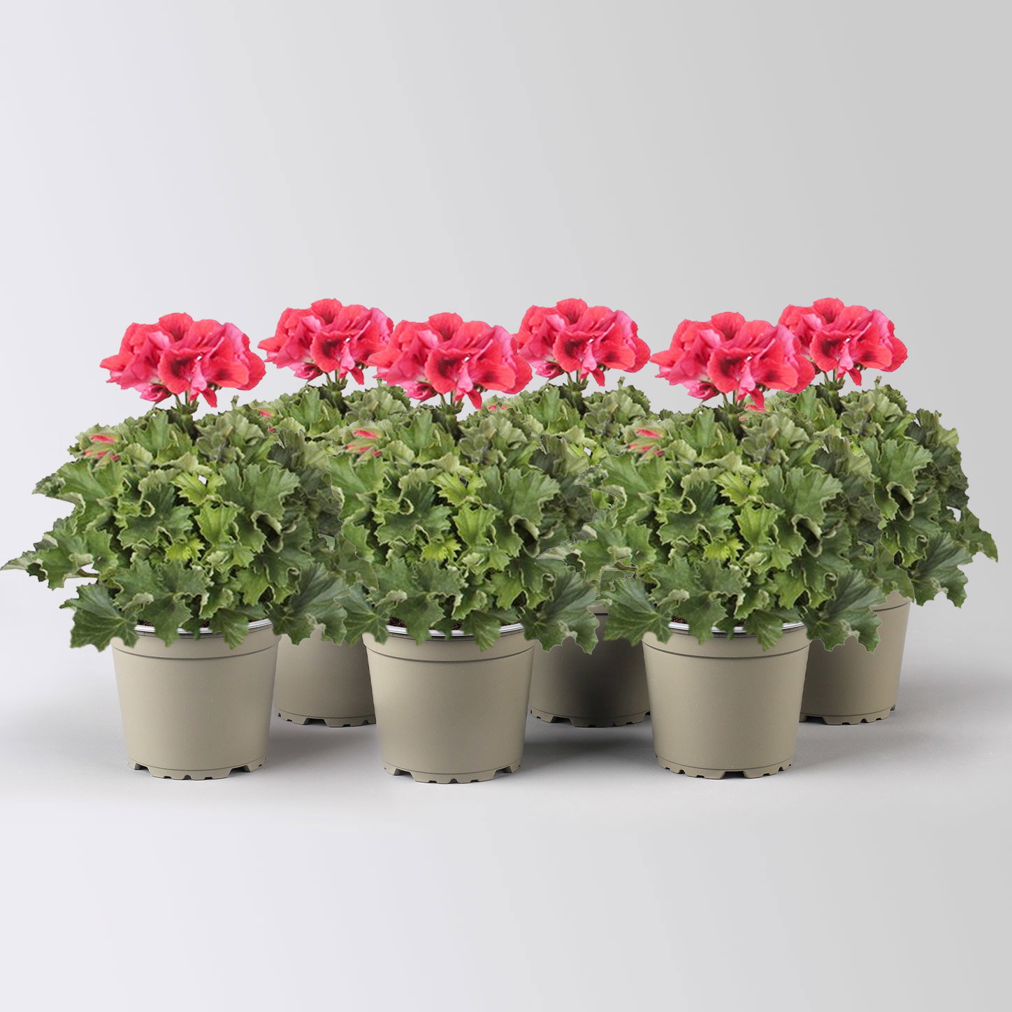 Edelgeranie Bella Donna® 'Don Vito®', rot, Topf-Ø 12 cm, 6 Pflanzen