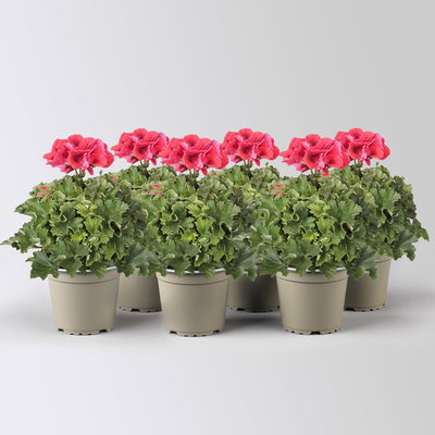 Edelgeranie Bella Donna® 'Don Vito®', rot, Topf-Ø 12 cm, 6 Pflanzen