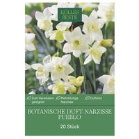 Botanische Duft-Narzisse 'Pueblo', weiß, 20 Blumenzwiebeln