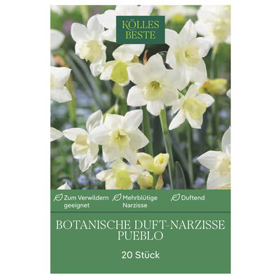 Botanische Duft-Narzisse 'Pueblo', weiß, 20 Blumenzwiebeln Botanische Duft-Narzisse 'Pueblo', weiß, 20 Blumenzwiebeln