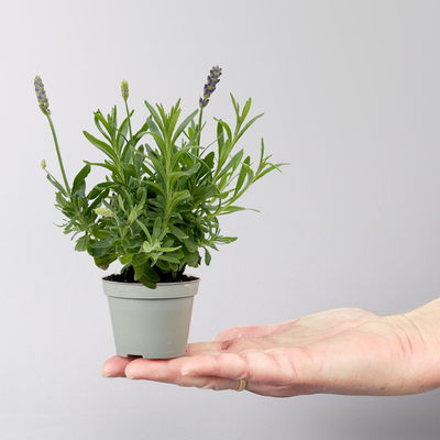 Lavendel Mini, blauviolett, Topf-Ø 6 cm, 6 Pflanzen