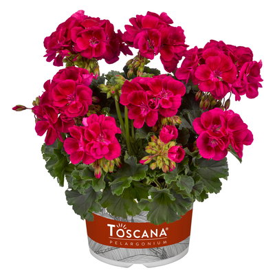 Geranie, dunkelpink, stehend, Topf-Ø 13 cm, 6 Pflanzen