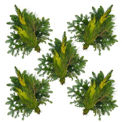 Mixbund aus Tanne, Zypresse & Seidenkiefer im Handbund, Länge ca. 50 cm, 5 Bund Mixbund aus Tanne, Zypresse & Seidenkiefer im Handbund, Länge ca. 50 cm, 5 Bund