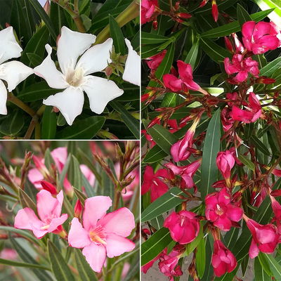 Oleander 'Trio' mehrfarbig, Topf-Ø 60cm, Höhe ca. 120cm