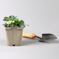 Bio Erdbeere Hummi® 'Kletter-Toni', Topf 11x 11 cm, 3 Pflanzen