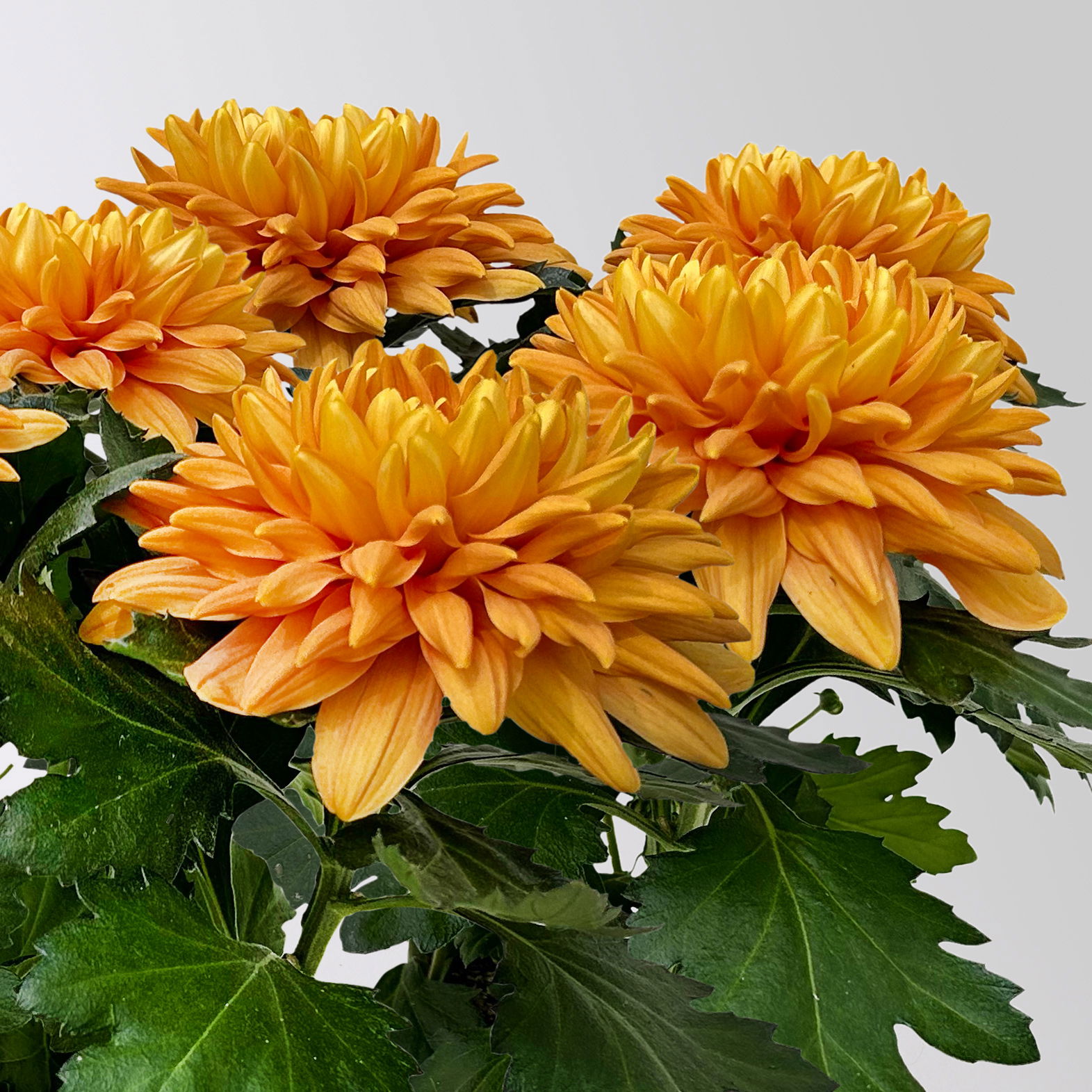 Chrysantheme 'Chrysanne® Zembla Durango' orange großblumig, Topf-Ø 13cm, 6er-Set