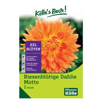 Kölle's Beste Riesenblütige-Dahlie 