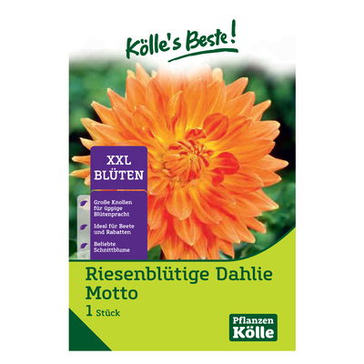 Kölles Beste Riesenblütige-Dahlie Kölles Beste Riesenblütige-Dahlie