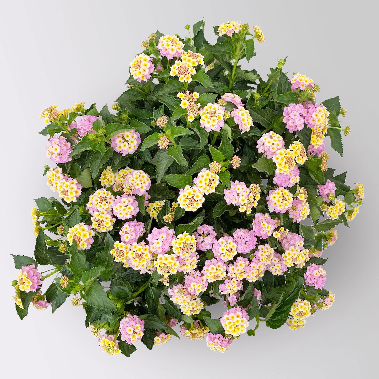Wandelröschen, lila/gelb, Topf-Ø 17 cm, 2 Pflanzen