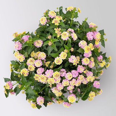 Wandelröschen, lila/gelb, Topf-Ø 17 cm, 2 Pflanzen Wandelröschen, lila/gelb, Topf-Ø 17 cm, 2 Pflanzen