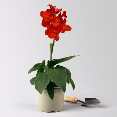 Canna 'Cannova®', rot, Topf-Ø 17 cm, 2 Pflanzen