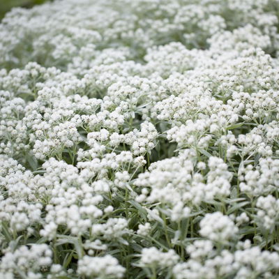 Bio Perlkörbchen 'Silberregen', silbrig weiß, Topf 11x11 cm, 3 Pflanzen Bio Perlkörbchen 'Silberregen', silbrig weiß, Topf 11x11 cm, 3 Pflanzen