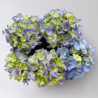 Hortensie blau, mind. 3 Dolden, Topf-Ø 105 cm, Höhe ca. 20 cm, 3 Pflanzen Hortensie blau, mind. 3 Dolden, Topf-Ø 105 cm, Höhe ca. 20 cm, 3 Pflanzen