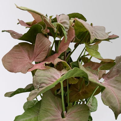 Syngonium 'Red Heart', Topf-Ø 12cm, 2 Pflanzen Syngonium 'Red Heart', Topf-Ø 12cm, 2 Pflanzen