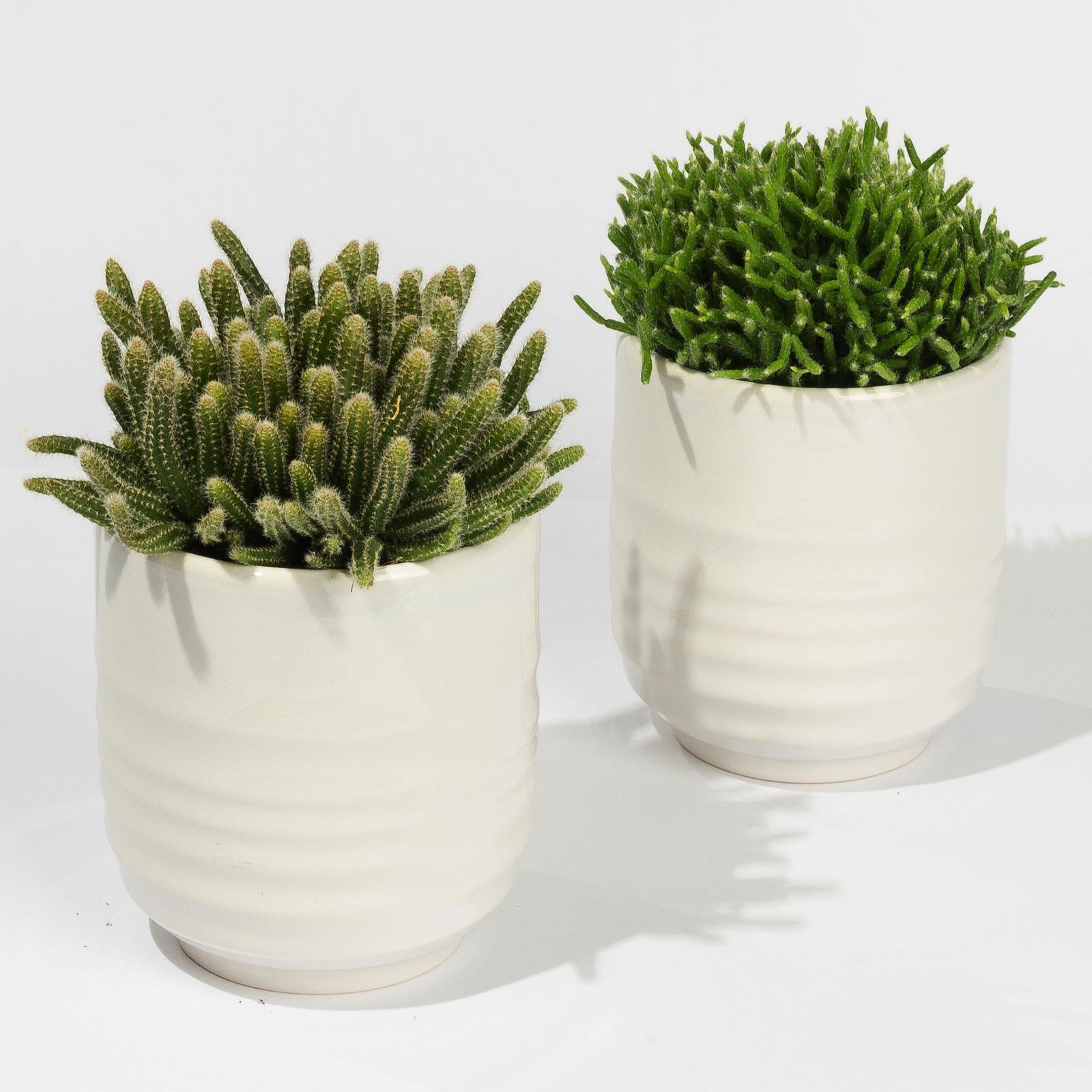 Rhipsalis in Dekotopf 'Wavy', Topf-Ø 9 cm, 2er-Set