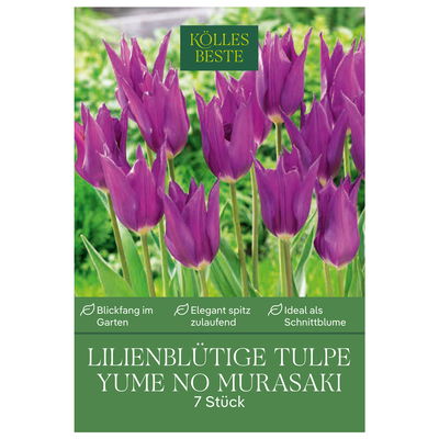 Kölles Beste Lilienblütige Tulpe 'Jume No Murasaki®', lila, 7 Blumenzwiebeln