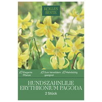 Erythronium Pagode (Hundzahnlilie) gelb, 2 Blumenzwiebeln