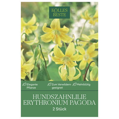 Erythronium Pagode (Hundzahnlilie) gelb, 2 Blumenzwiebeln