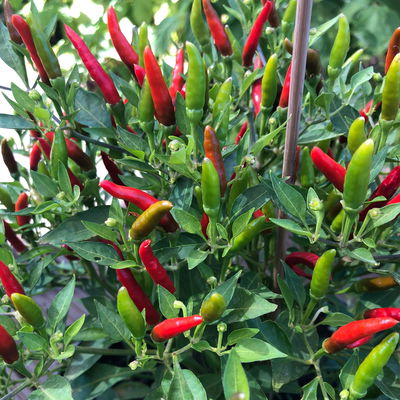 Blu Bio Chili 'Thai Chili F1', Topf-Ø 15 cm, 3er Set Blu Bio Chili 'Thai Chili F1', Topf-Ø 15 cm, 3er Set