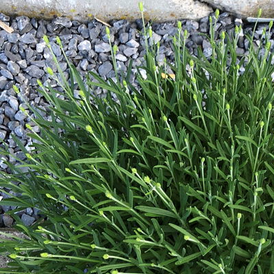 Lavendel 'Hidcote Blue', blauviolett, Topf-Ø 26 cm Lavendel 'Hidcote Blue', blauviolett, Topf-Ø 26 cm