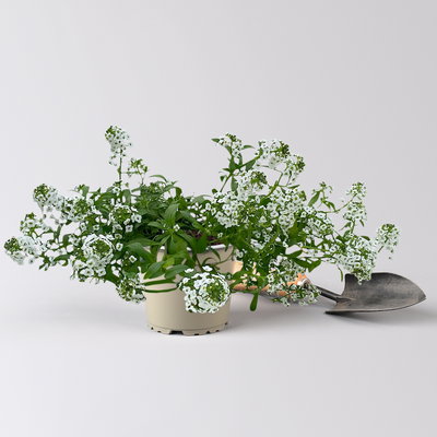 Lobularia, weiß, Topf-Ø 12 cm, 6 Pflanzen