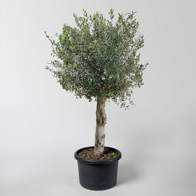 Olivenbaum, Stamm, Topf-Ø ca. 60 cm, Höhe 180-200 cm