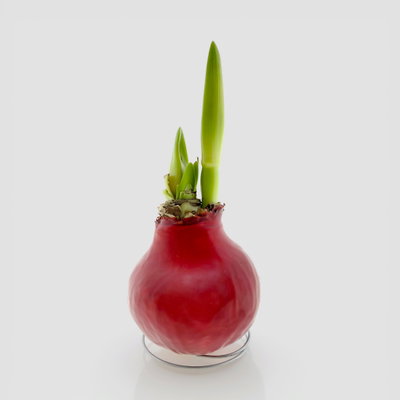 Amaryllis in Wachs XL, Dekor 'Basic Red', Blüte dunkelrot Amaryllis in Wachs XL, Dekor 'Basic Red', Blüte dunkelrot