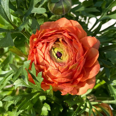 Ranunkel, orange, Topf-Ø 13 cm, 6 Pflanzen