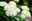 Schneeballhortensie Schneeballhortensie