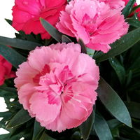 Dianthus 'Trio', rot-rosa-weiß, Topf -Ø 13/14 cm, 6 Stück