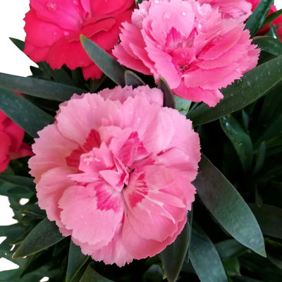 Dianthus 'Trio', rot-rosa-weiß, Topf -Ø 13 cm, 6 Pflanzen