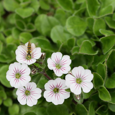 Himalaya-Schleierkraut, weiß, Topf-Ø 13 cm, 3 Pflanzen