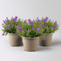 Campanula 'Ambella® Purple' lila, Topf-Ø 12 cm, 3er-Set