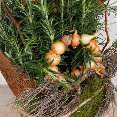 Workshop zum Kräuter-Erlebnistag 