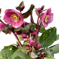 Helleborus 'Charmer', dunkelrosa, Topf-Ø 15 cm