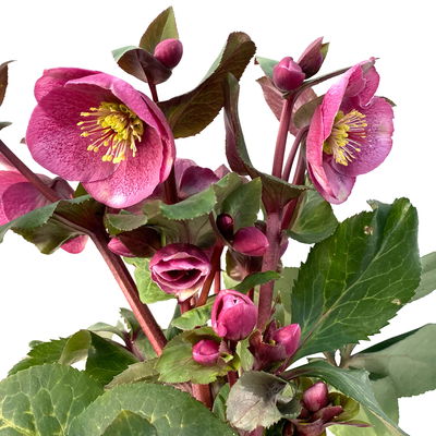 Helleborus 'Charmer', dunkelrosa, Topf-Ø 15 cm Helleborus 'Charmer', dunkelrosa, Topf-Ø 15 cm