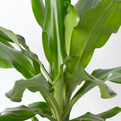 Duftender Drachenbaum 'Steudneri' in Keramiktopf Dallas weiß, Topf-Ø 17 cm