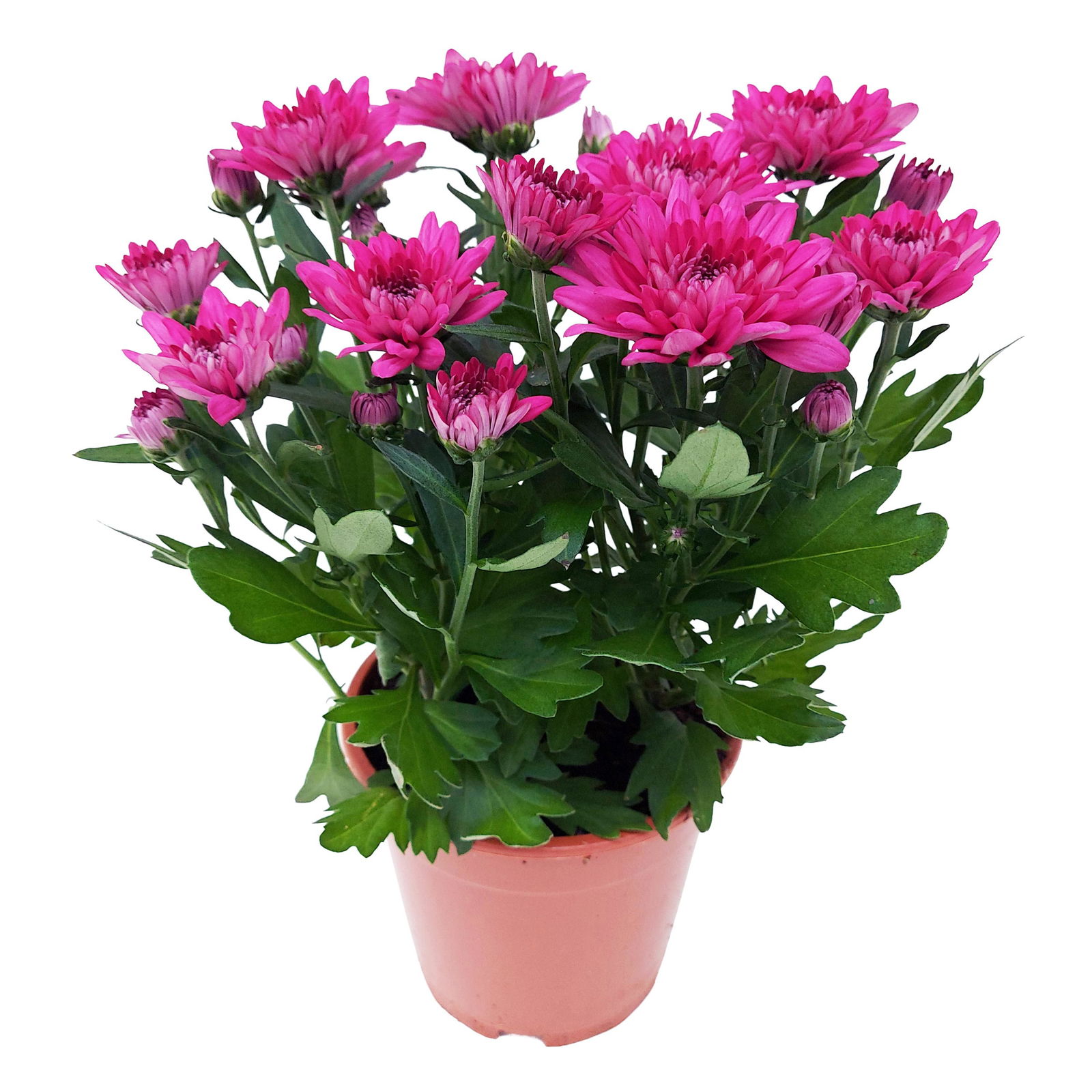 Chrysanthemen 'Chrysanne® Grandezza Purple', lila, Topf-Ø 13 cm, 6er-Set