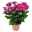 Chrysanthemen 'Chrysanne® Grandezza Purple', lila, Topf-Ø 13 cm, 6er-Set