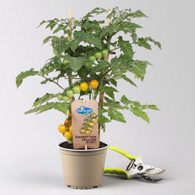 Tomatenpflanzen 'Pick-&-Joy® Candytom Yellow', Topf-Ø 14 cm, 2 Pflanzen