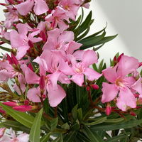 Oleander Farbe zufällig, Busch, Topf-Ø 19 cm, Höhe ca. 50 cm