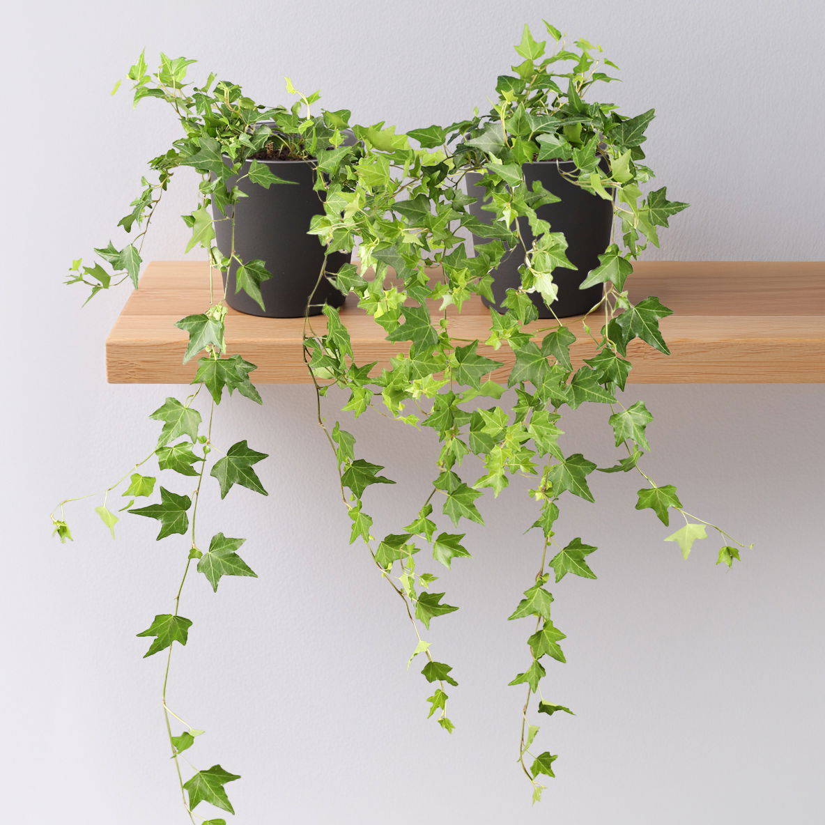 Efeu inkl. Keramiktopf Dallas anthrazit, Topf-Ø 12/13 cm, 2er-Set Efeu inkl. Keramiktopf Dallas anthrazit, Topf-Ø 12/13 cm, 2er-Set