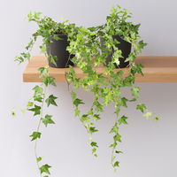 Efeu inkl. Keramiktopf Dallas anthrazit, Topf-Ø 12/13 cm, 2er-Set Efeu inkl. Keramiktopf Dallas anthrazit, Topf-Ø 12/13 cm, 2er-Set