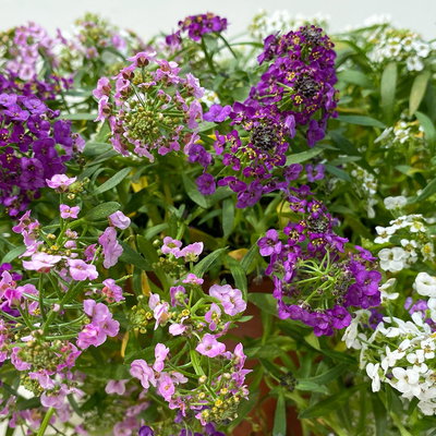 Lobularia 'Trio', Topf-Ø 12 cm, 6er-Set Lobularia 'Trio', Topf-Ø 12 cm, 6er-Set