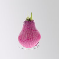 Amaryllis in Wachs, Dekor 'Create Pink', Farbe zufällig, Blüte rot, 2 Pflanzen