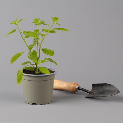 Blu Bio Baum-Chili, Topf-Ø 12 cm, 3er Set Blu Bio Baum-Chili, Topf-Ø 12 cm, 3er Set